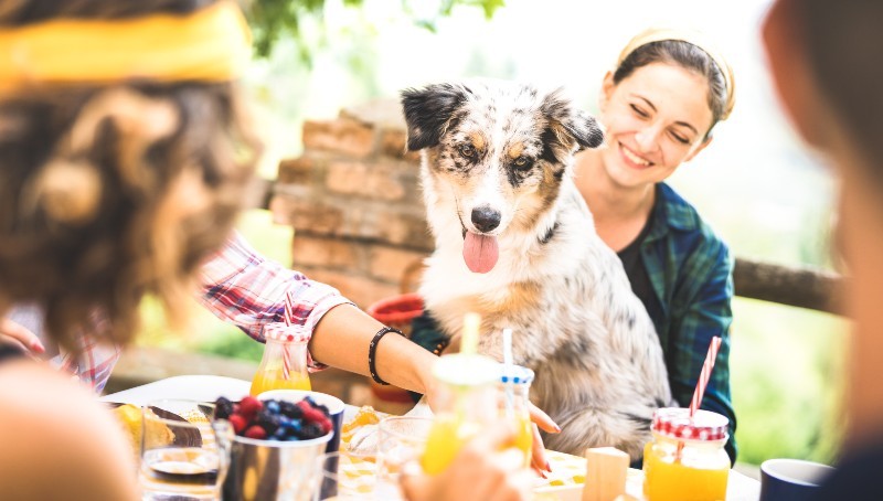 pet friendly restaurant